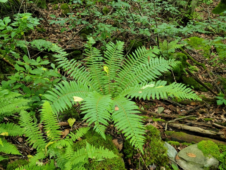 45703a00e9247b75c0d183e0ef50c104_1625398409_2631.jpg